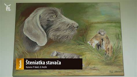 Infografika: Charakteristika slovenského hrubosrstého stavača - vzhľad, srsť, farba, výška