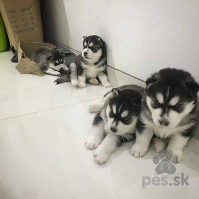 Obrázok sibírskeho huskyho s modrými očami a hustou srsťou