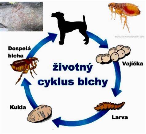 Infografika: Porovnanie tetovania a čipu pri identifikácii psov a mačiek