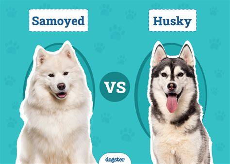Porovnávacia tabuľka: Sibírsky husky vs. Samojed
