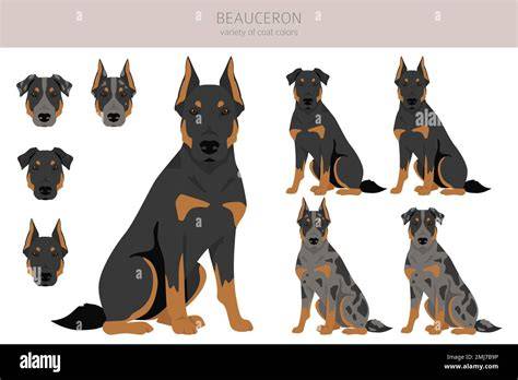 Beauceron - vizuálna ukážka vzhľadu a farieb