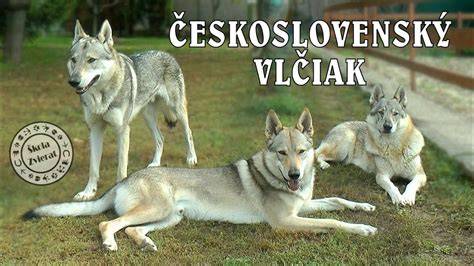 Infografika: Rozdelenie štandardu a pravidlá bonitácie pre československý vlčiak