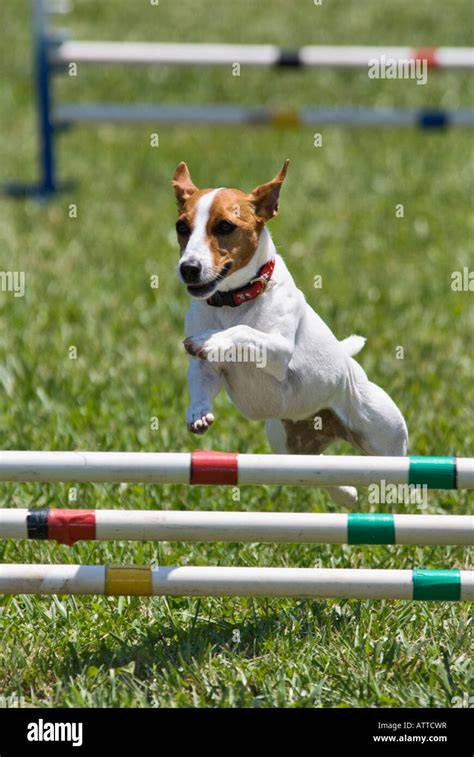 Obrázok: Jack Russell počas agility