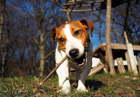 Infografika: 10 vecí, ktoré je dobré vedieť o Jack Russelle