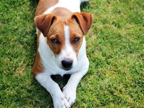 Infografika: starostlivosť o srsť a uši Jack Russell