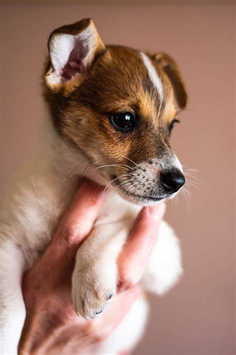 Infografika: ako vybrať dobrého chovateľa Jack Russell