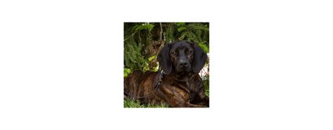 Štruktúra stavby tela bavorského farbiara