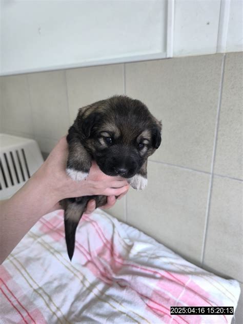 Šteňa labradorského retrívera na kurze poslušnosti