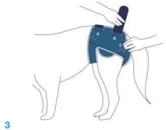 Ilustrácia dysplazie bedrového kĺbu u psa