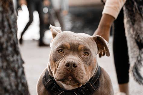 Infografika: Porovnanie temperamentu, veľkosti a starostlivosti SAO a pitbull
