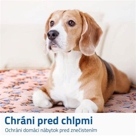 Pes spí na chrbte s labkami hore