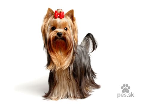 Yorkšírsky teriér s hodvábnou srsťou