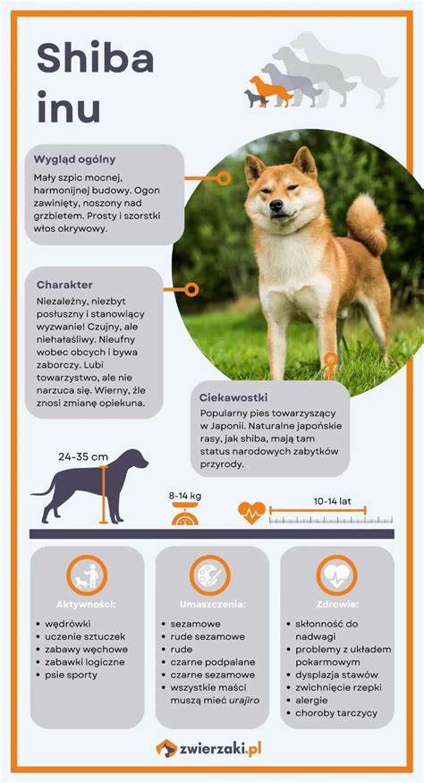 Infografika: Výber spoľahlivého chovateľa Shiba Inu a čo skontrolovať (PP, zdravotné testy, socializácia)