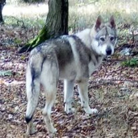 Šteňa československého vlčiaka pri hre