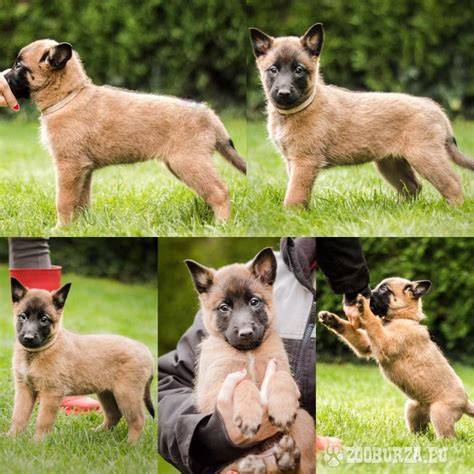 Krátkosrstý belgický ovčiak Malinois s čiernou maskou a béžovým sfarbením srsti