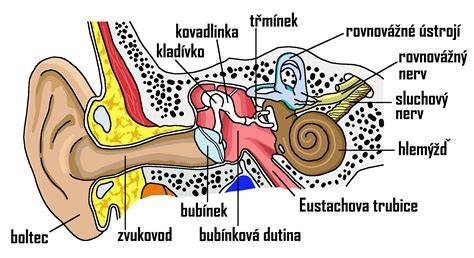 Infografika: Porovnanie anatomie sluchu psa a človeka