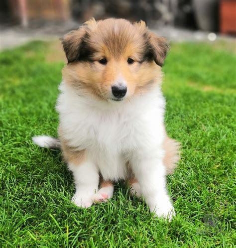 Šteniatko s meniacimi sa zubami