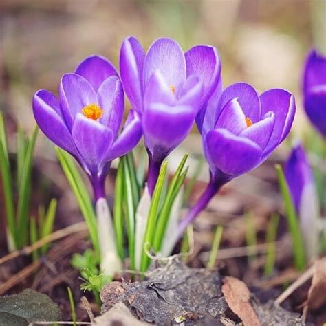 Rastlina lupina s kvetmi