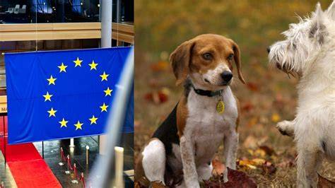 Infografika: Povinné dokumenty a očkovania pre psy cestujúce do EU