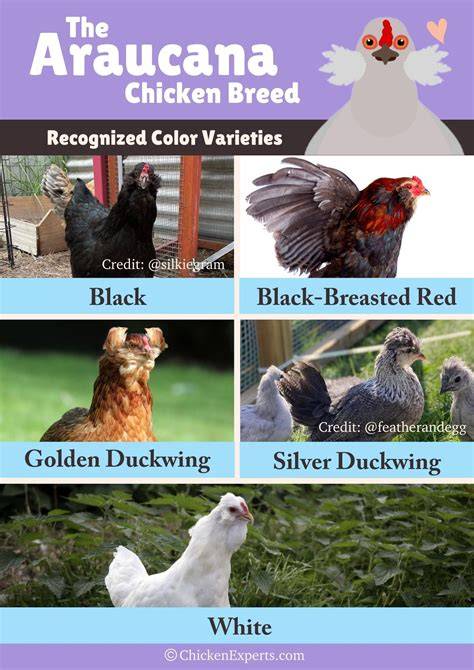 araucana-feather-varieties-chart