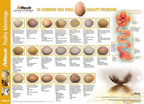 egg-shell-quality-araucana
