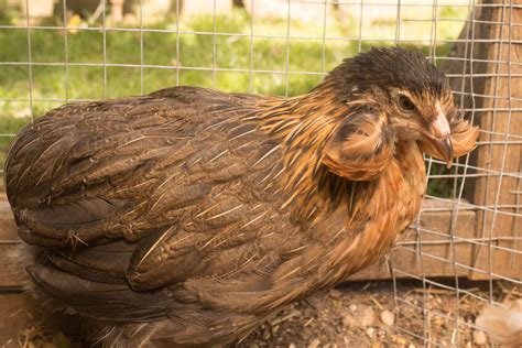 brood-chick-raising-araucana