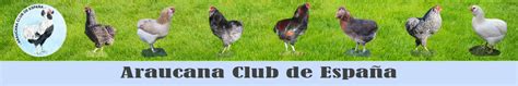 araucan-club-cz-and-slovakia
