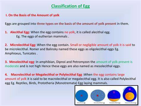 egg-classification-eu