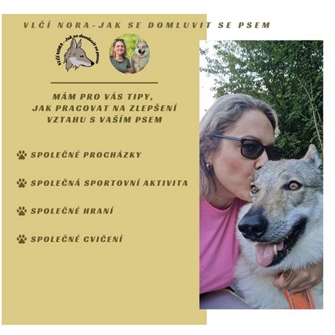 Infografika: Vlčie plemeno vs. ČSV - hlavné rozdiely vo vzhľade a správaní