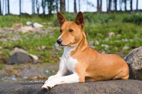 Basenji - charakteristika vzhľadu a pohľad na chvost