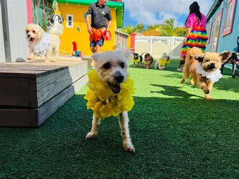 Dog Hotel: vizuálna predstava prostredia a služieb
