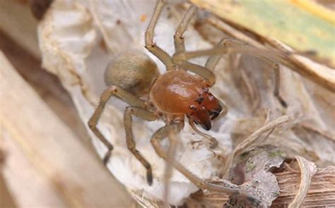 Pradiarka pestrá (Cheiracanthium punctorium)