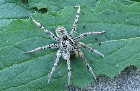 Strehúň škvrnitý (Lycosa singoriensis)