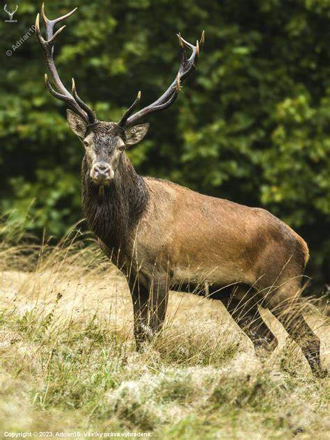 Fotografia slovenského čuvača na horskej lúke
