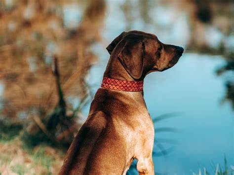 Infografika: Ridgeback a jeho charakteristické znaky