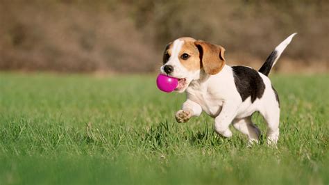 Beagle socializovaný v útulku
