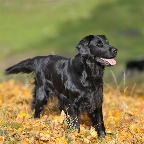 Pes flat-coated retriever
