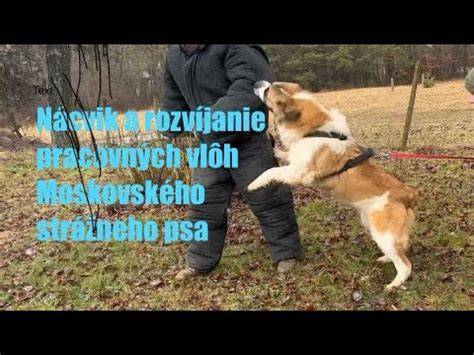 Schéma pôvodu moskovského strážneho psa