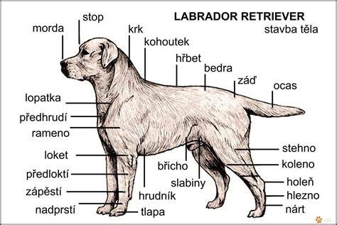 Infografika: Všeobecné znaky labradora retrívra a huskyho