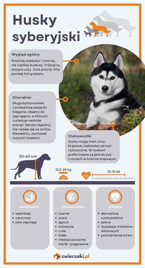 Infografika: Ako husky komunikuje so svojím človekom