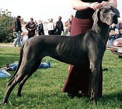 Šteňa nemeckej dogy na výcviku