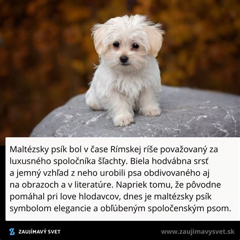 Historické zobrazenia psov podobných doge