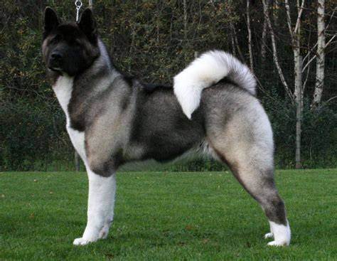 šteňa akita u chovateľa
