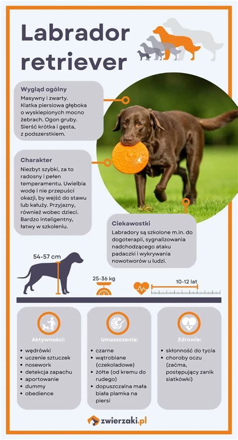 Infografika: Labrador a rodina - čo očakávať