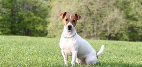 Graf: ponuka športov a aktivít vhodných pre Jack Russell teriér
