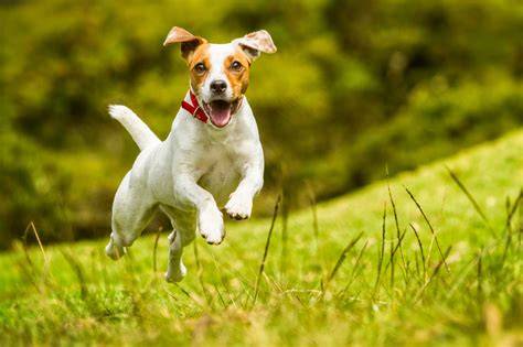 Fotografia: šťastný Jack Russell teriér na prechádzke