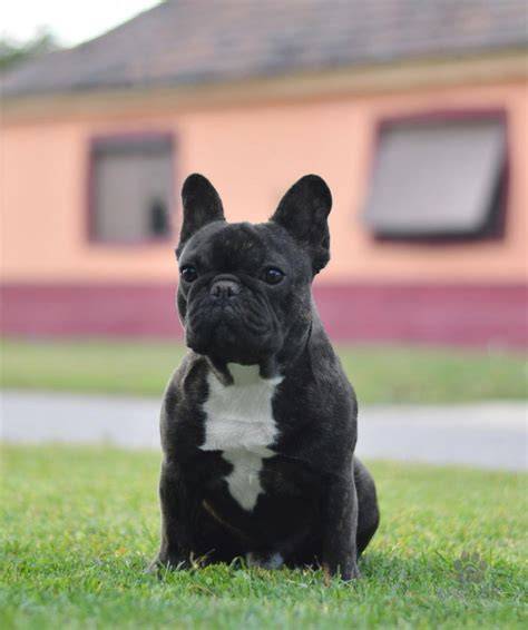 photo: francúzsky buldoček vo vnútri s deťmi