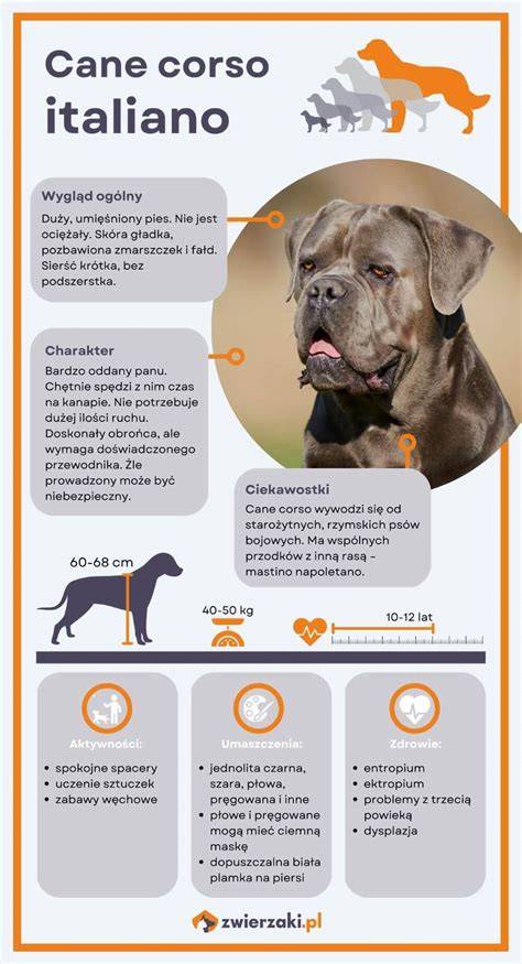 Infografika: Vzorový rodokmeň Cane Corso a zdravotné testy rodičov