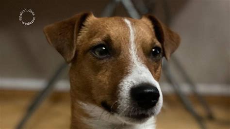 Pes s výrazom zmätenia