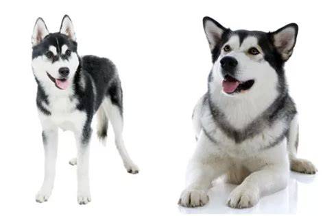 Infografika: Rozdiely medzi aljašským malamutom a sibírskym huskym